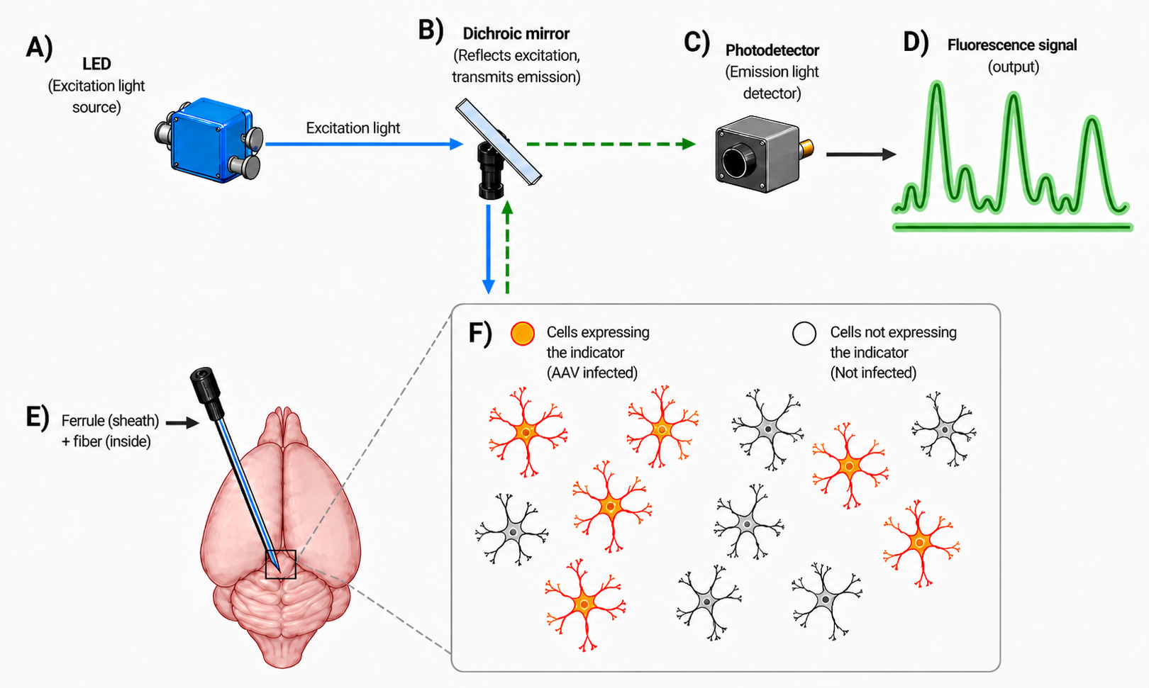 Schematic of a fiber-photometry recording setup with labeled components. (A) LED, the excitation light source. (B) Dichroic mirror, which reflects excitation and transmits emission. (C) Photodetector. (D) Fluorescence signal output. (E) Implanted optical fiber, with ferrule (sheath) outside and the light-carrying fiber inside. (F) Inset of the target region with an explicit legend: orange dendritic cells took up the AAV and express the indicator (AAV-infected); grey cells did not. Dashed arrows between the dichroic and the fiber show the bidirectional light path (blue down for excitation, green up for emission).